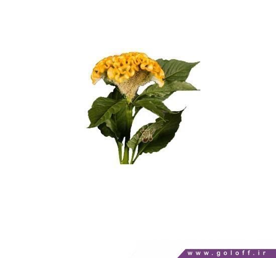 گل فروشی آنلاین - گل تاج خروس اینسا - Amaranth Flower | گل آف